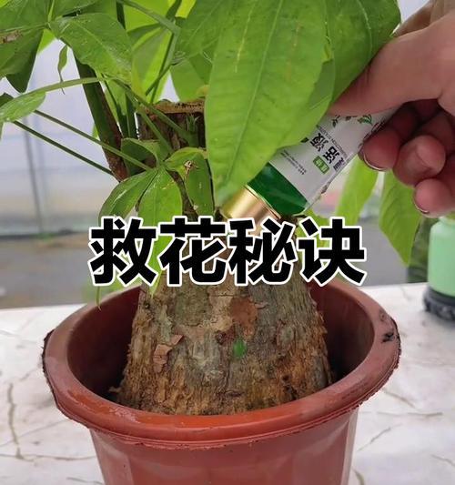 绿植发黄怎么办？如何快速恢复植物生机？