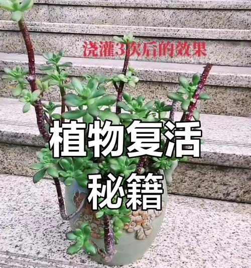 绿植发黄怎么办？如何快速恢复植物生机？