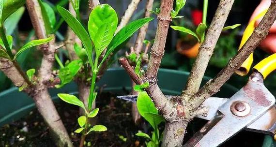 栀子花盆栽的正确养护方法是什么？