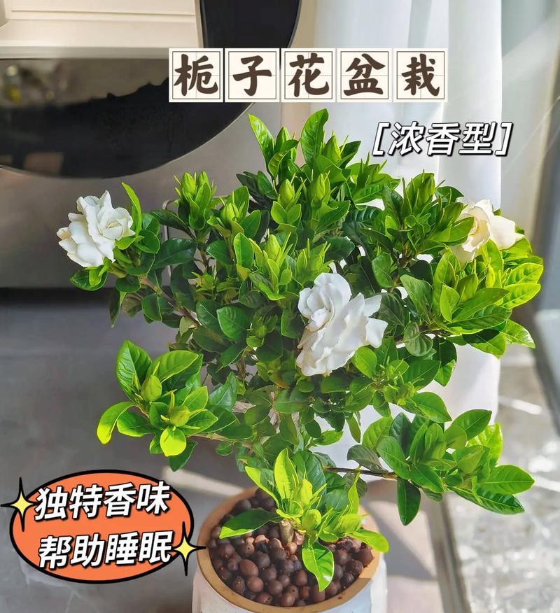 栀子花盆栽的正确养护方法是什么？