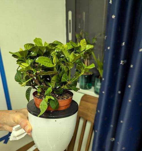 栀子花盆栽的正确养护方法是什么？
