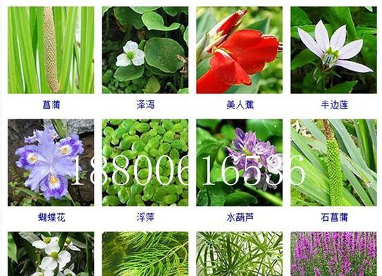 水生植物的养殖要点有哪些？