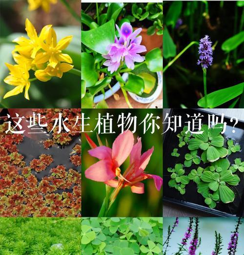 水生植物的养殖要点有哪些？