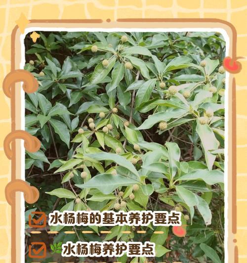 杨梅盆景的制作和养护方法是什么？