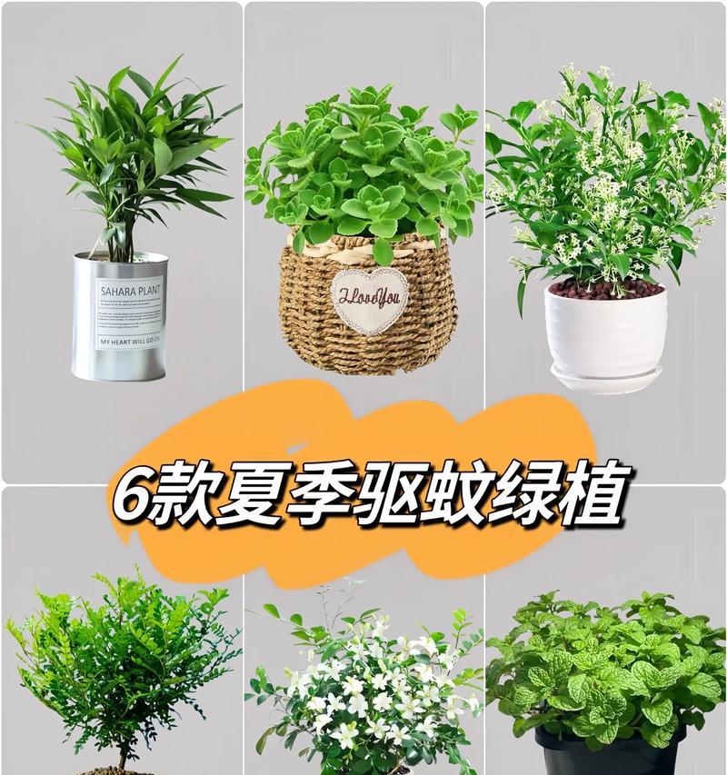 夏季适合种植的盆栽植物有哪些？夏季盆栽养护要点是什么？