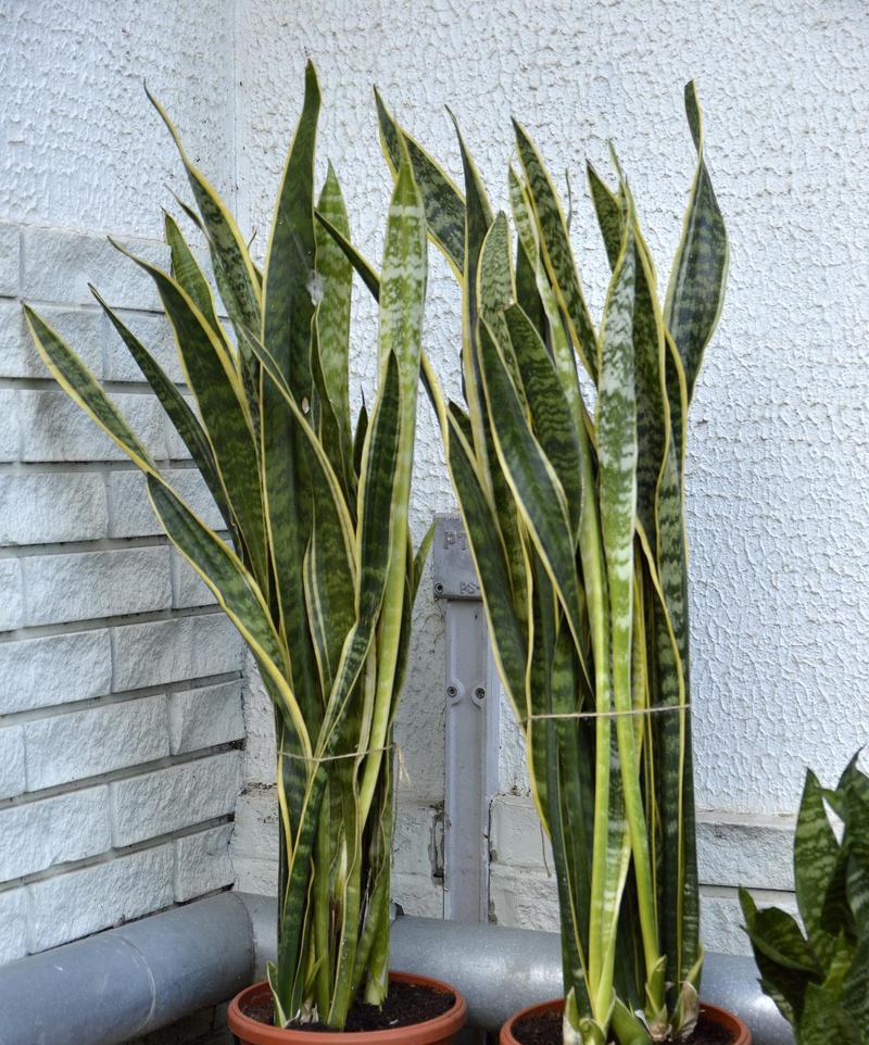 夏季适合种植的盆栽植物有哪些？夏季盆栽养护要点是什么？