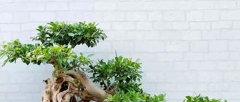 盆景种植的步骤和养护要点有哪些？