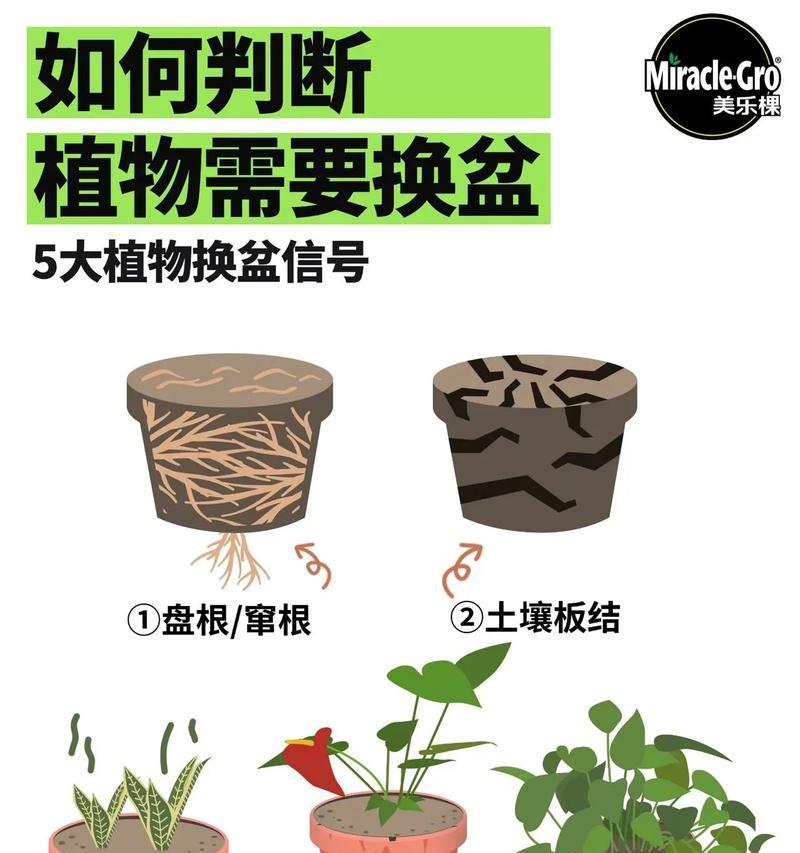 盆景种植的步骤和养护要点有哪些？