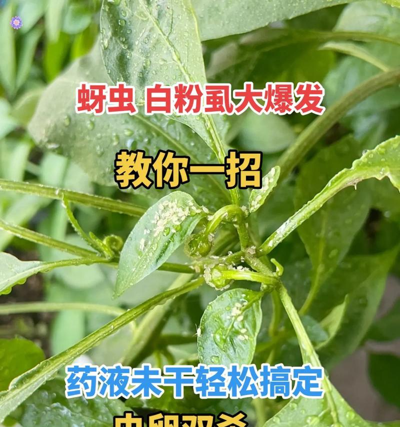花卉蚜虫问题如何有效防治？