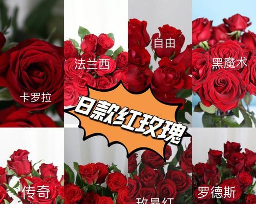 红玫瑰有哪些不同品种？