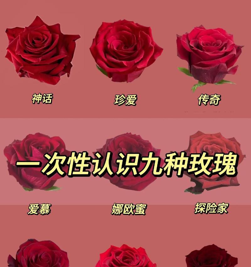 红玫瑰有哪些不同品种？