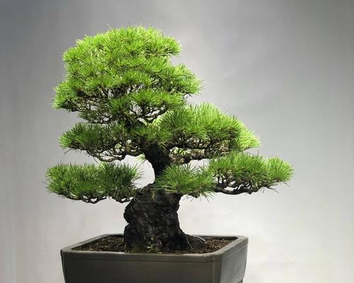盆栽植物的养护技巧是什么？如何让盆栽更茂盛？