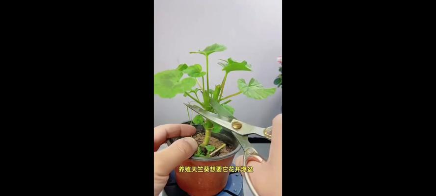 天竺葵摘心的最佳时机和步骤？