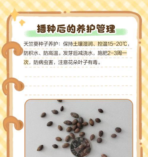 天竺葵摘心的最佳时机和步骤？
