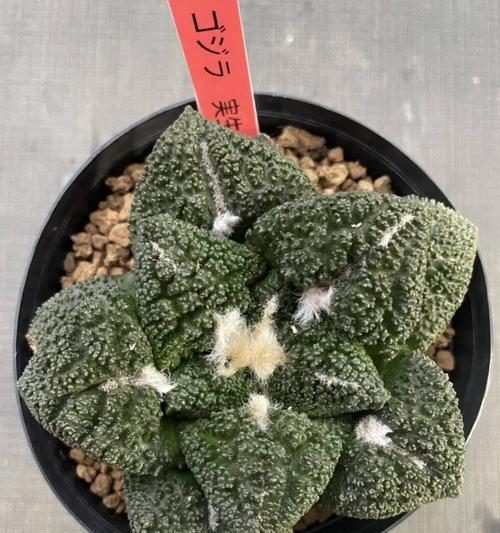 岩牡丹珍贵品种有哪些？如何鉴别？