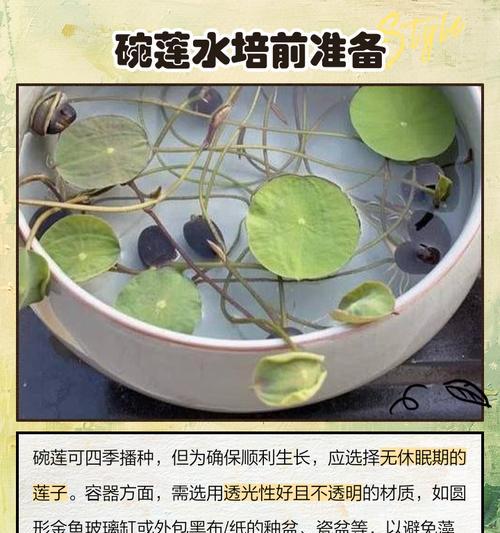 碗莲种植需要注意什么？如何在容器中成功种植？