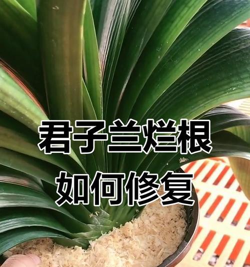 君子兰烂根的原因是什么？