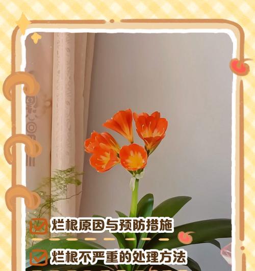 君子兰烂根的原因是什么？