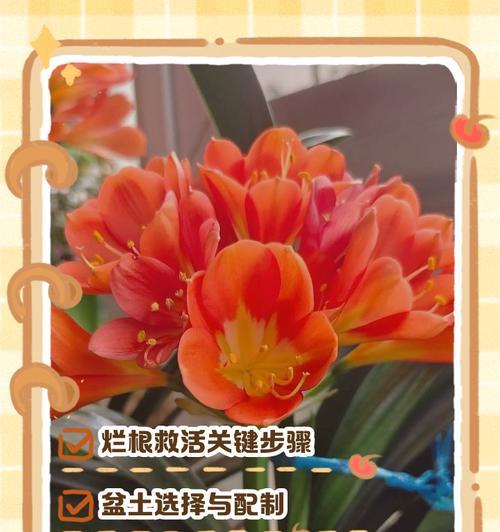 君子兰烂根的原因是什么？