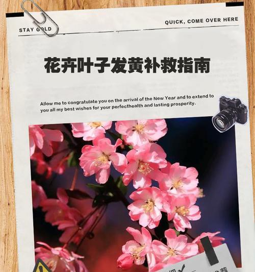 花卉叶子脱落的原因是什么？如何预防和解决？