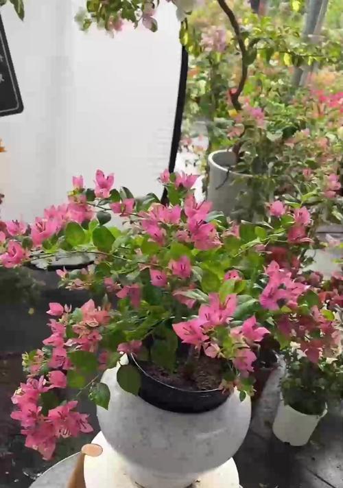 花卉叶子脱落的原因是什么？如何预防和解决？