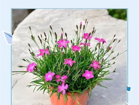 秋冬季适合种植哪些花卉？