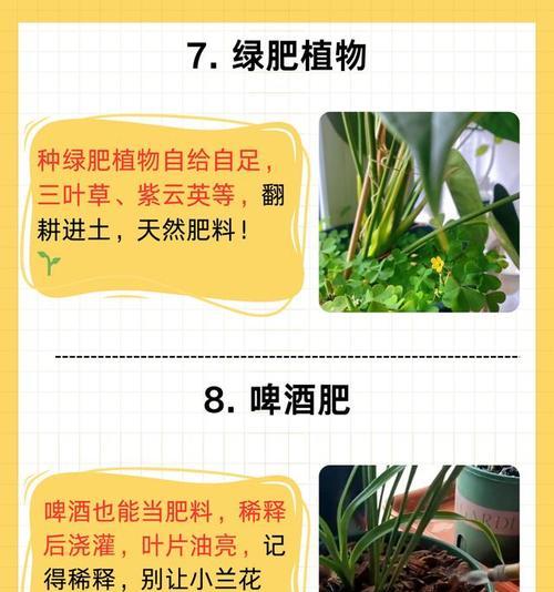 兰花需要什么肥料？如何正确施肥促进生长？