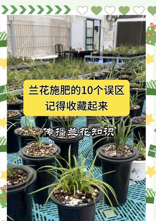 兰花需要什么肥料？如何正确施肥促进生长？