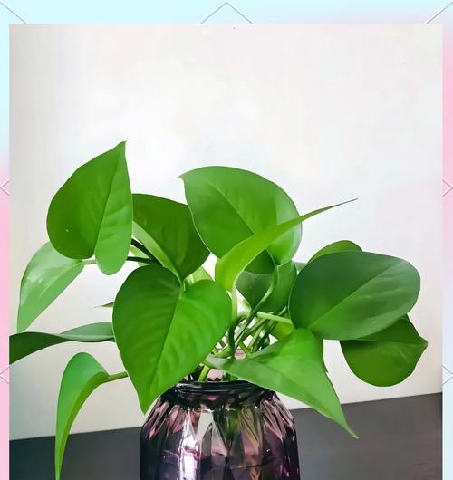 盆栽都有哪些？如何选择和养护盆栽？
