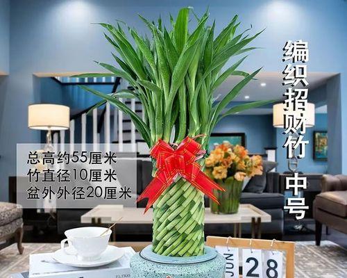 富贵竹的造型技巧有哪些？