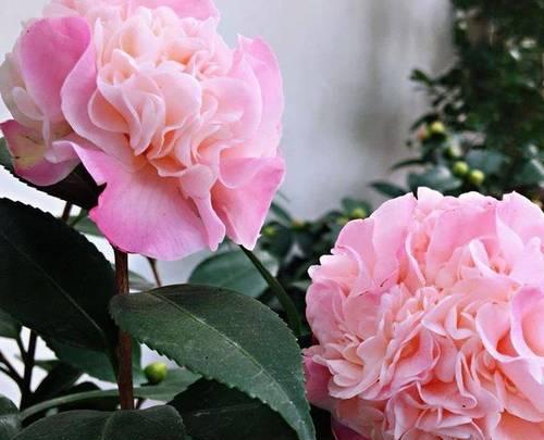 冬季的花有哪些？冬季开花植物的养护要点是什么？