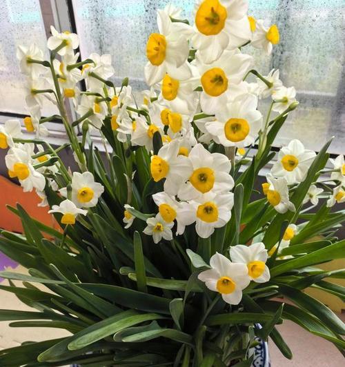 冬季的花有哪些？冬季开花植物的养护要点是什么？
