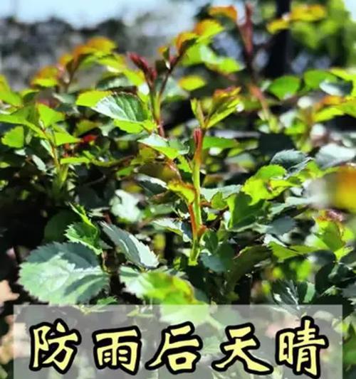 月季花施肥指南：如何科学施肥促进月季花繁茂？