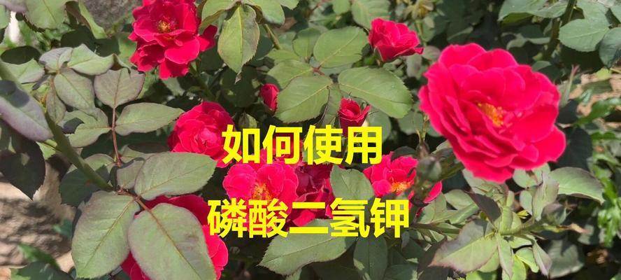 月季花施肥指南：如何科学施肥促进月季花繁茂？