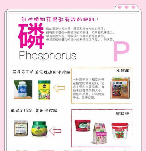 月季花施肥指南：如何科学施肥促进月季花繁茂？