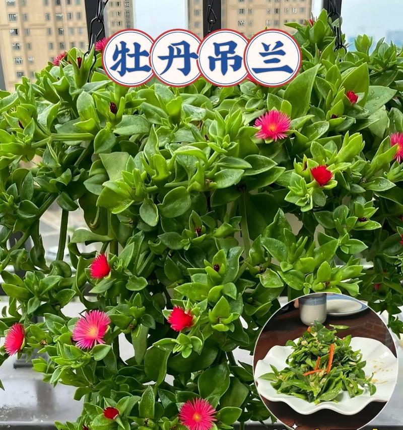 牡丹花的养护技巧有哪些？