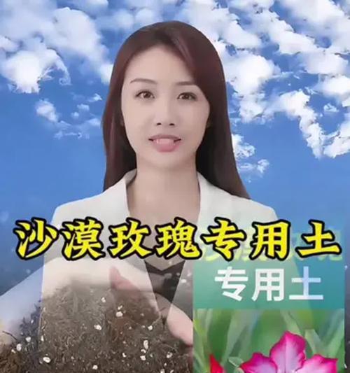 玫瑰花种植需要哪种土壤？