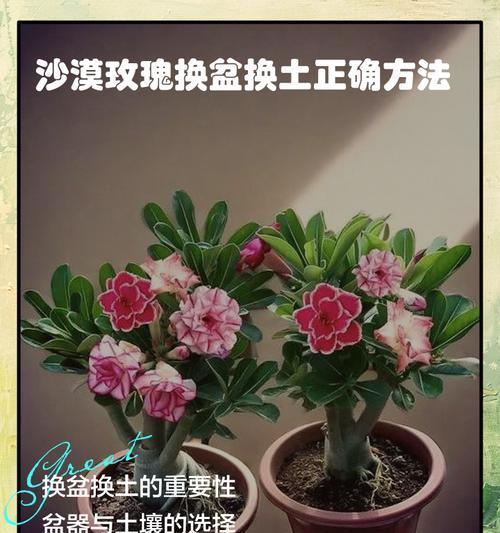 玫瑰花种植需要哪种土壤？