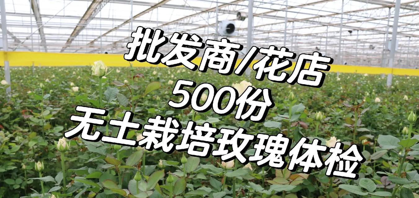 玫瑰花种植需要哪种土壤？