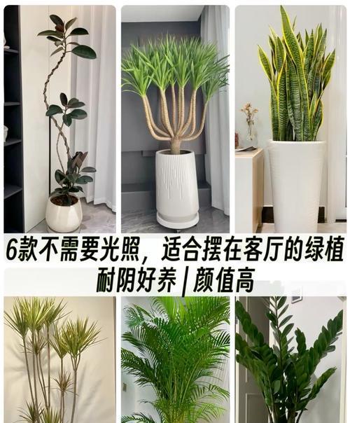 哪些植物适合室内阴暗环境？喜阴植物的养护技巧是什么？