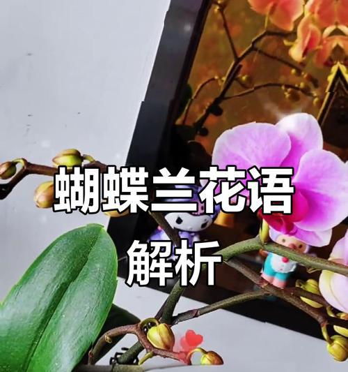 蝴蝶兰的花语有哪些？代表什么意义？