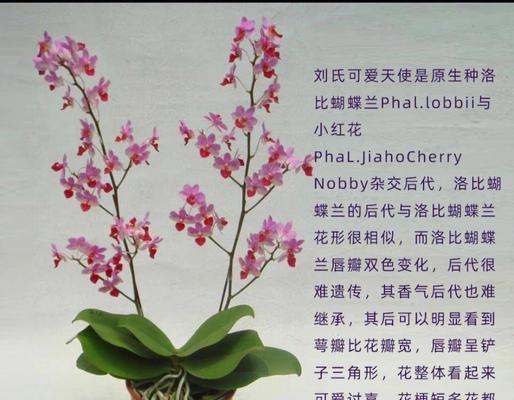 蝴蝶兰的花语有哪些？代表什么意义？