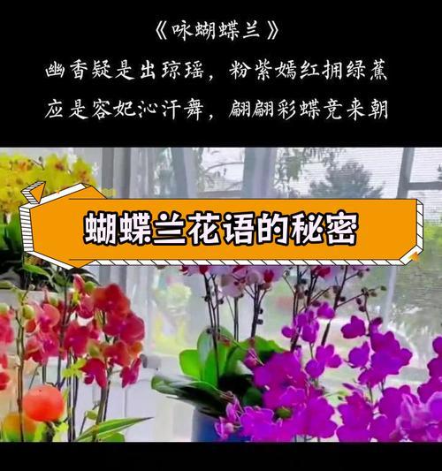 蝴蝶兰的花语有哪些？代表什么意义？