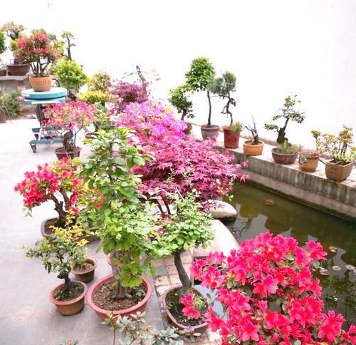杜鹃花落叶问题的解决方法是什么？