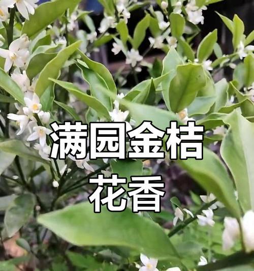 金桔花的养殖方法和注意事项？