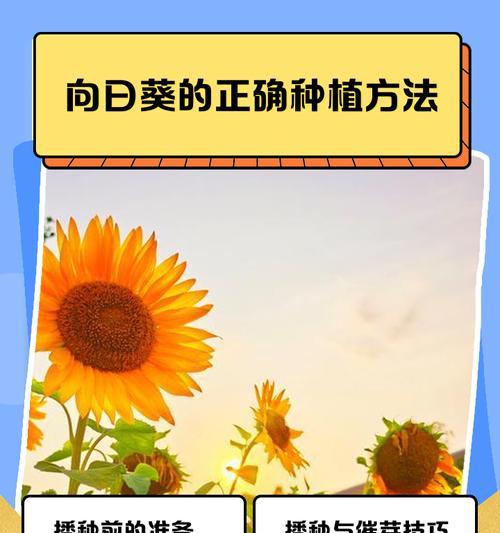 向日葵水培的正确方法是什么？