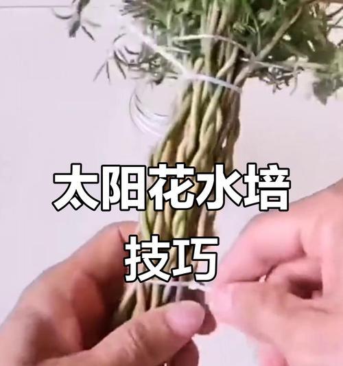 向日葵水培的正确方法是什么？