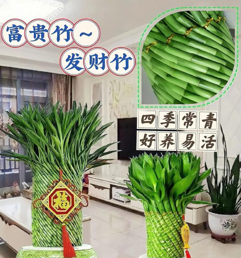 富贵竹分株繁殖的方法和步骤是什么？