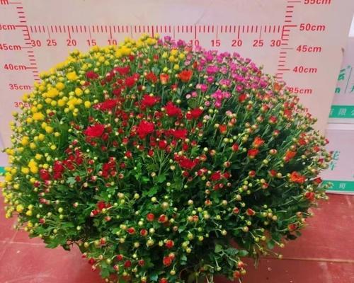 菊花栽培技巧有哪些？如何确保菊花健康生长？