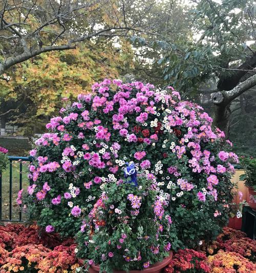 菊花栽培技巧有哪些？如何确保菊花健康生长？